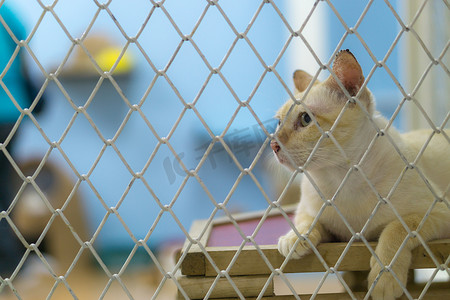 可悲的是笼子里的流浪猫。
