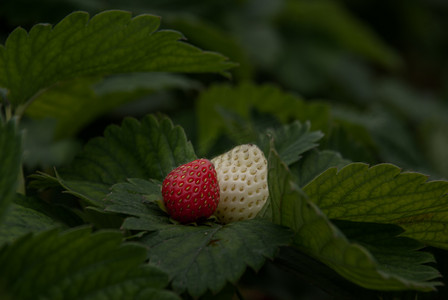 新鲜的红白草莓布什，花园里生长的草莓果实。