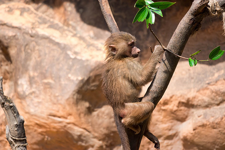 一只年轻的狒狒在爬树和寻找食物时