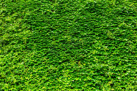 藤本植物摄影照片_绿色植物墙