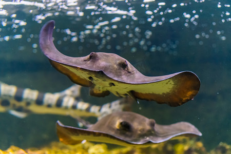 一只常见的黄貂鱼在水下游泳的正面特写，来自大西洋的流行热带鱼