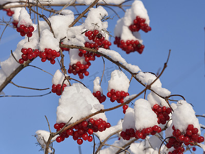 蓝天雪地里的荚莲红色浆果