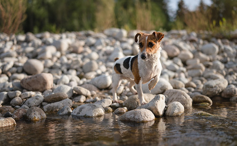 小杰克罗素梗犬在河边散步，她的皮毛被游泳弄湿了，一只腿抬起，看起来很好奇