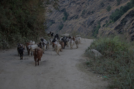 山羊群在山区的土路上行走