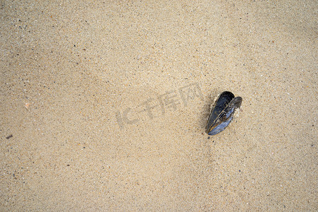 沙滩上生物摄影照片_从上面看到的沙滩上的海贻贝壳，上面有文本的复制空间。