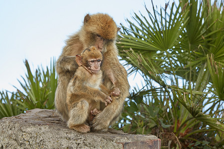 直布罗陀巴巴里猕猴的母亲和婴儿。