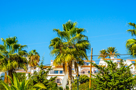 绿色大叶子摄影照片_海滩上美丽的棕榈树，异国情调的植物象征着假期，炎热的一天，大叶子