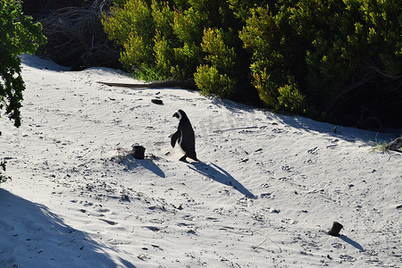 开普敦博尔德斯海滩上可爱的非洲企鹅