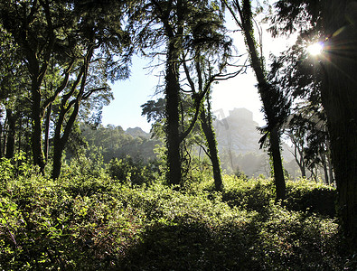 辛特拉山的茂密森林和参天大树