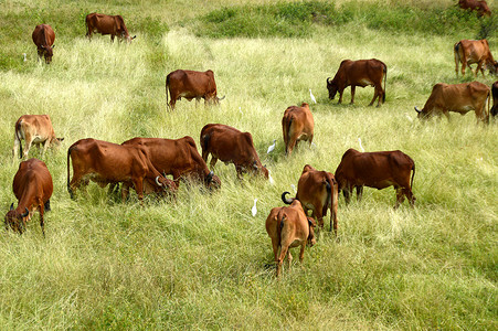 母牛和公牛在茂密的草地上吃草