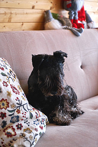 下午沙发上可爱的雪纳瑞犬