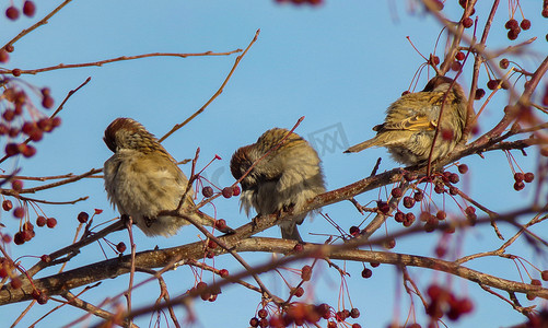 樱花羽毛羽毛摄影照片_一群普通的麻雀正坐在一根长满浆果的树枝上清理羽毛。