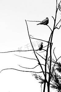 鸟儿在枯树枝上歌唱