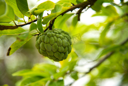 释迦或糖苹果或 Annona squamosa Linn。