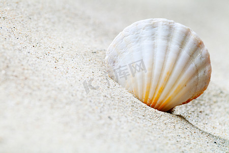 沙子和贝壳