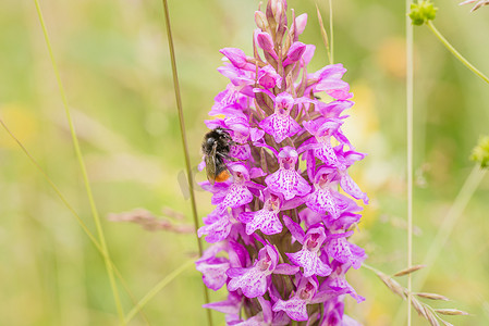 以野生斑点兰花花序为食的蜜蜂，荷兰