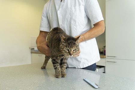 一位面目全非的兽医抱着她的肚子检查虎斑猫的肠子和背部