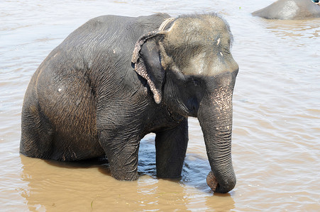 大象在河里洗澡
