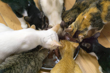 一群流浪猫正在吃食物。