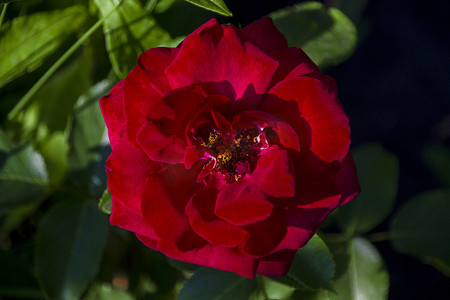 玫瑰红摄影照片_美丽的玫瑰红生长