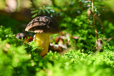 美丽的小蘑菇在森林里有丰富多彩的自然背景。