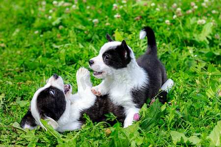 柯基背影摄影照片_柯基小狗在草地上玩耍。
