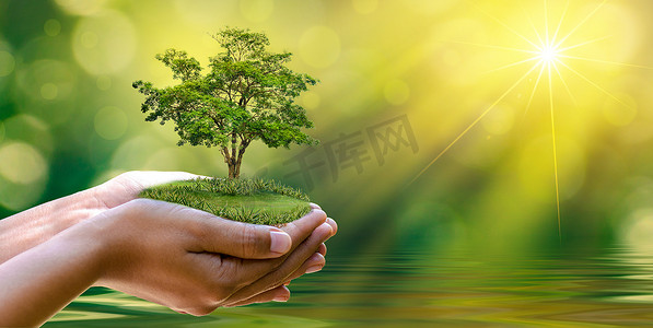 世界保护地球日摄影照片_环境 地球日 在树木的手中长出幼苗。