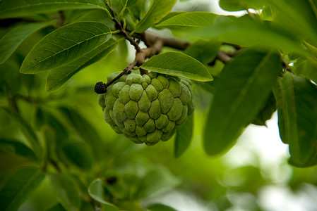 释迦或糖苹果或 Annona squamosa Linn。