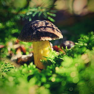 美丽的小蘑菇在森林里有丰富多彩的自然背景。
