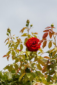 美丽的红玫瑰和绿叶，以浅蓝天为背景