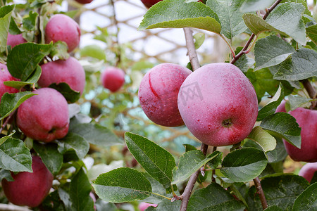 苹果树枝上的红色 Braeburn 苹果