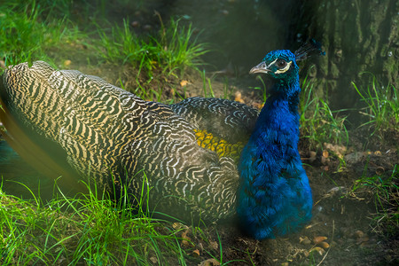 特写蓝色印度孔雀、彩色观赏鸟、亚洲热带鸟类