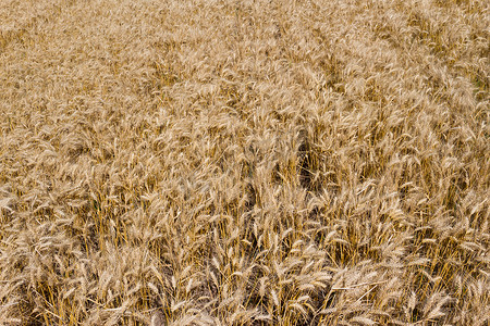 大田种植园阳光下金黄的小麦