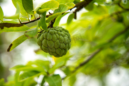 番荔枝摄影照片_释迦或糖苹果或 Annona squamosa Linn。