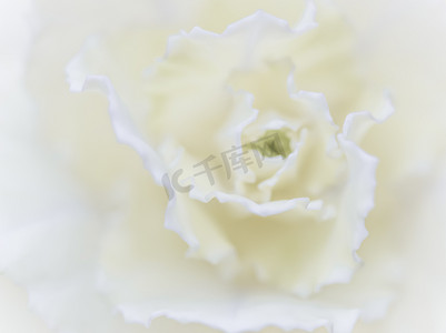 抽象花卉背景，白色康乃馨花。