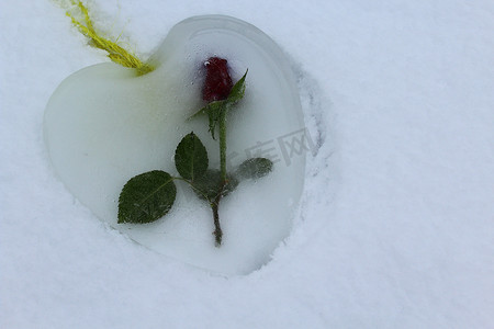 雪中​​有一朵玫瑰的冰心
