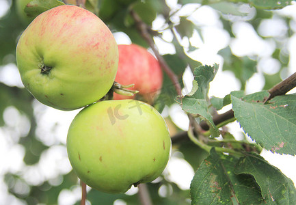 农村果园树上的红绿苹果
