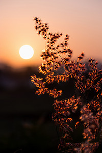 夕阳下田野花草中的太阳