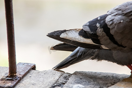 一只灰鸽子的尾巴在石头上关闭
