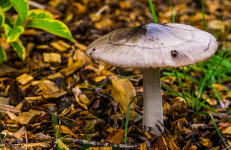 红背景金币摄影照片_brittlegill mushroom specie，夏末和秋季在针叶林地中发现的真菌