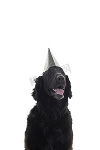 扁平化麦克风摄影照片_白色背景中戴着生日帽的黑色平底猎犬头部肖像