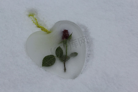 雪中​​有一朵玫瑰的冰心