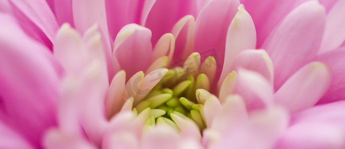粉红色雏菊花瓣盛开，抽象花卉艺术背景，春天大自然中的花朵香水香味，婚礼，奢华美容品牌假日设计