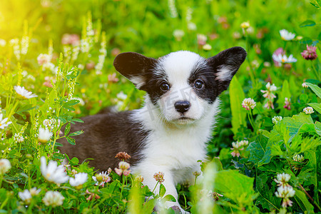 这只狗是草丛中的柯基小狗。