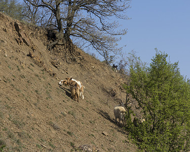 山羊群摄影照片_灌木丛中山坡上的山羊群