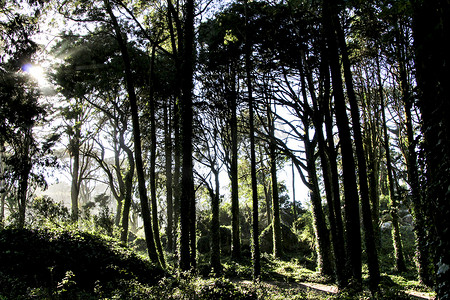 参天大树摄影照片_辛特拉山的茂密森林和参天大树