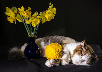 三色猫睡着黄色纱球和蓝色花瓶里的水仙花