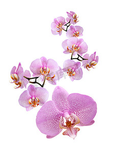 白底紫色兰花