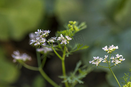 菜花摄影照片_农田植物上香菜花的特写