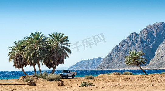 埃及红海棕榈树下的汽车
